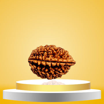 2 Mukhi Rudraksha