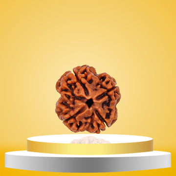 4 Mukhi Rudraksha