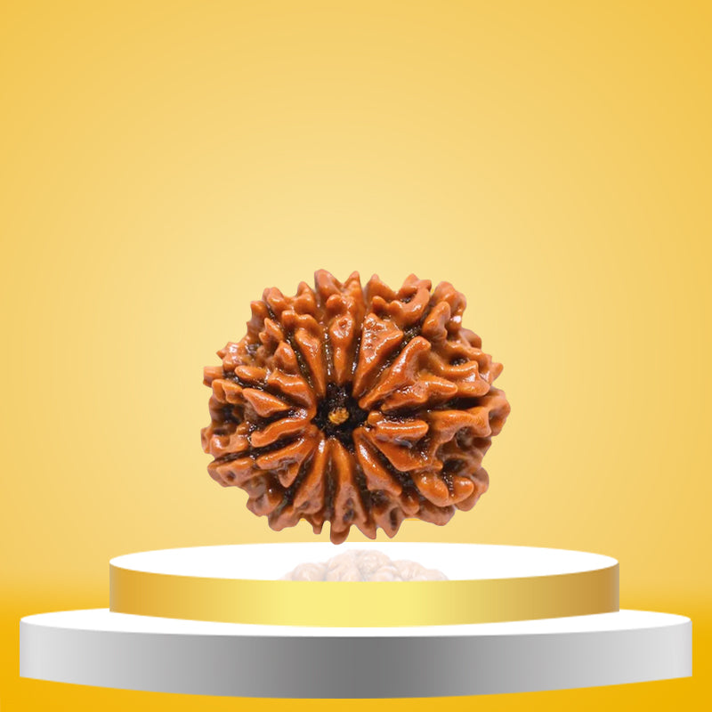 11 Mukhi Rudraksha