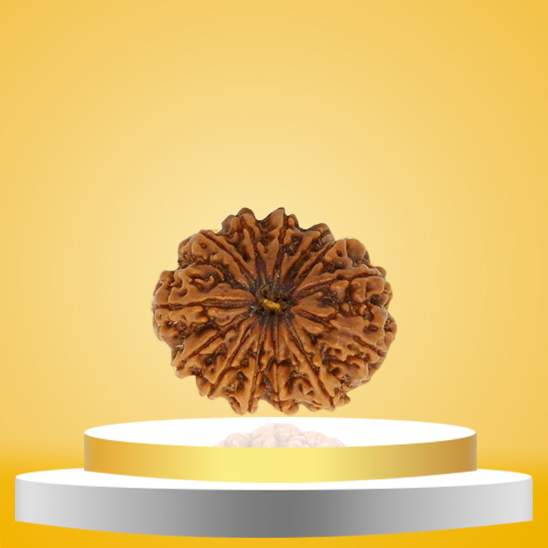 13 Mukhi Rudraksha