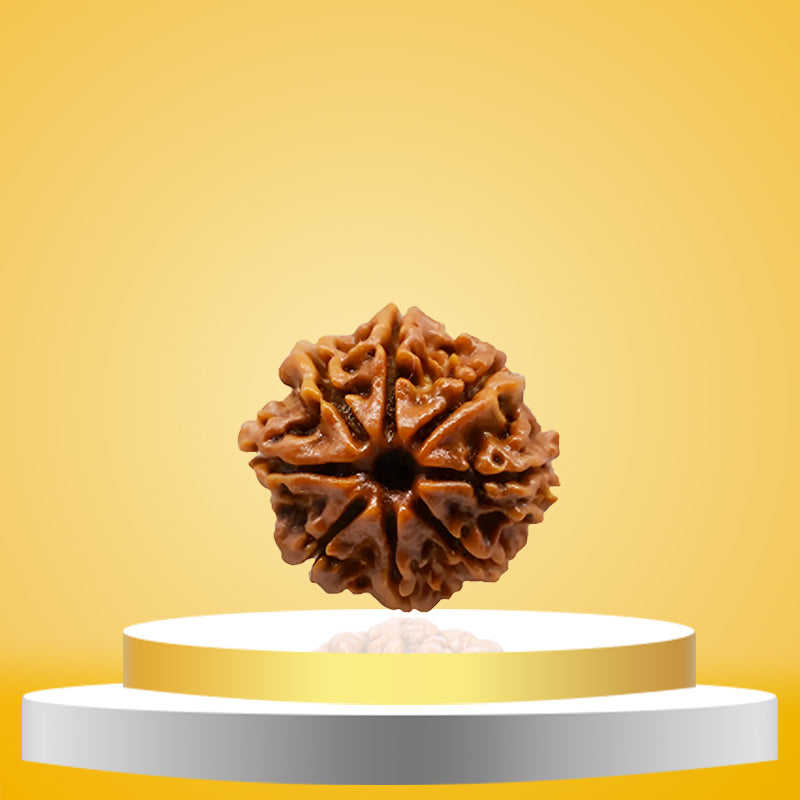 8 Mukhi Rudraksha